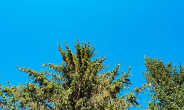 Ukrayna 'daki Karpatların manzarası