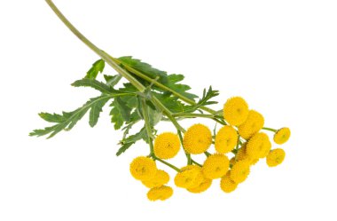 tansi çiçekleri beyaz arkaplanda izole edilmiş