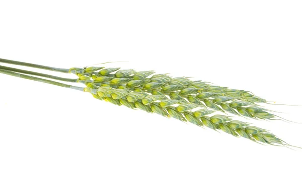 Beyaz Arka Plan Üzerinde Izole Buğday Yeşil Kulak — Stok fotoğraf