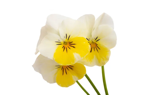 Βιολετί Λουλούδι Απομονώνονται Λευκό Φόντο — Φωτογραφία Αρχείου