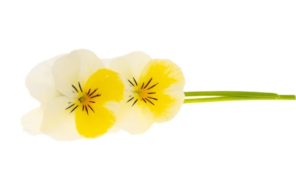 Fioletowy Kwiat Izolowany Białym Tle — Zdjęcie stockowe