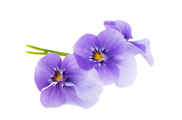 Flor Violeta Isolada Sobre Fundo Branco — Fotografia de Stock