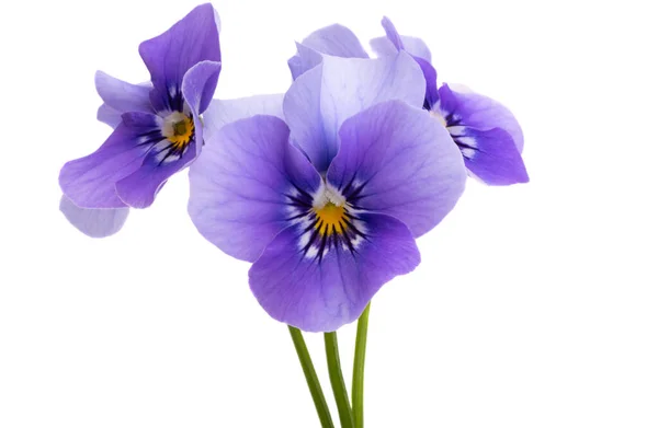Violetti Kukka Eristetty Valkoisella Taustalla — kuvapankkivalokuva