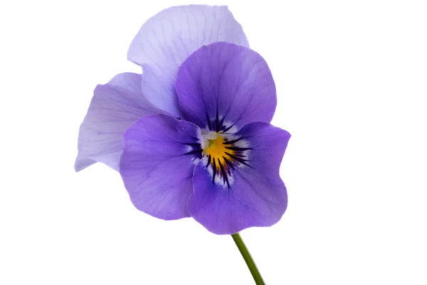 Фіолетова Квітка Ізольована Білому Фоні — стокове фото