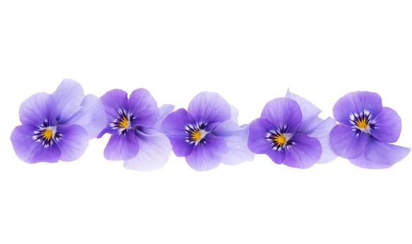 Violett Blomma Isolerad Vit Bakgrund — Stockfoto