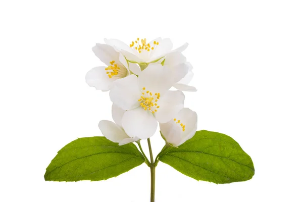 Λουλούδι Γιασεμί Απομονωμένο Λευκό Φόντο — Φωτογραφία Αρχείου