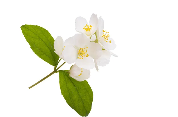 Fiore Gelsomino Isolato Sfondo Bianco — Foto Stock
