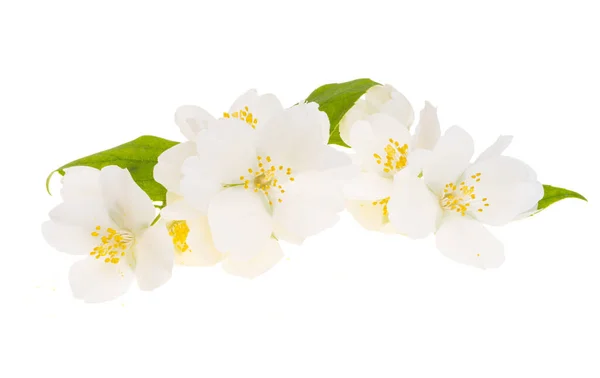 Jasminblüte Isoliert Auf Weißem Hintergrund — Stockfoto
