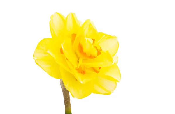 Daffodil Flower Isolated White Background — Stock Photo, Image