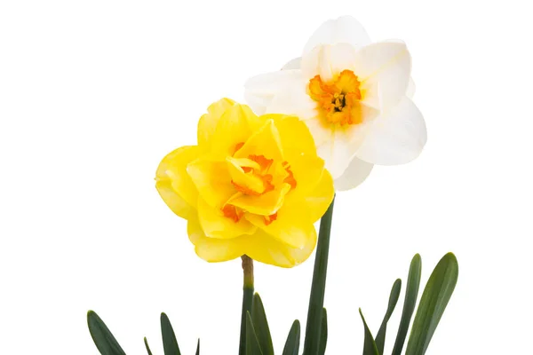 Цветок Нарцисса Изолирован Белом Фоне — стоковое фото