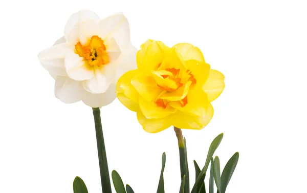 Flor Daffodil Isolado Fundo Branco — Fotografia de Stock