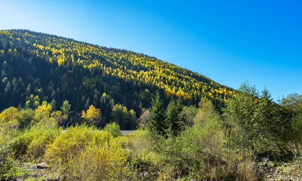 Landscape Carpathians Ukraine — Stock Photo, Image