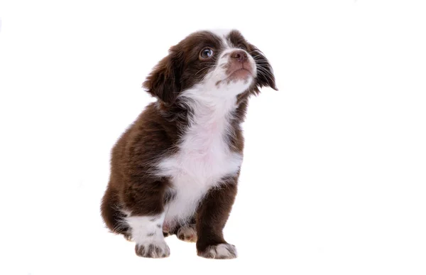 白い背景に隔離された子犬 — ストック写真