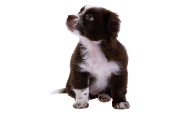 白い背景に隔離された子犬 — ストック写真