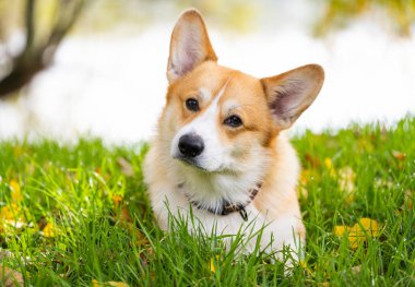 pembroke corgi bir sonbahar yürüyüşü