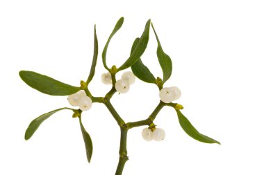 Beyaz arkaplanda izole edilmiş ökseotu dalı