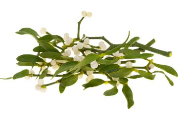 Beyaz arkaplanda izole edilmiş ökseotu dalı