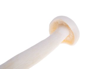 Porcini shimeji mantarları beyaz arkaplanda izole edilmiş.