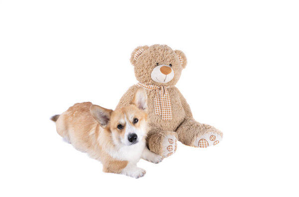 мягкая игрушка медведь изолирован на белом фоне