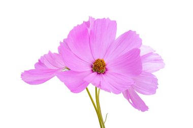 Beyaz arkaplanda kosmeya çiçekleri izole