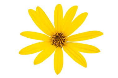 Beyaz arkaplanda izole edilmiş Heliopsis çiçekleri