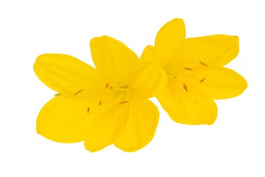 Beyaz arkaplanda izole edilmiş sarı çiçek