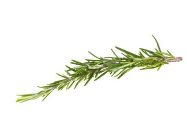 Beyaz arkaplanda biberiye dalı izole edildi