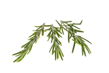 Beyaz arkaplanda biberiye dalı izole edildi