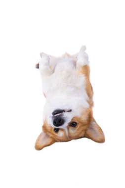 Corgi köpeği beyaz arkaplanda izole edildi