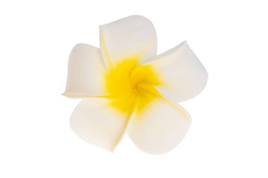 Plumeria çiçeği beyaz arkaplanda izole edilmiş
