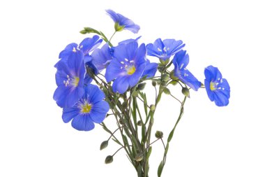 Beyaz arka plan üzerinde izole keten çiçekler