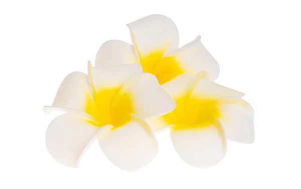 Plumeria Flor Isolada Fundo Branco — Fotografia de Stock