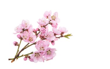 Beyaz arkaplanda izole edilmiş pembe sakura çiçeği