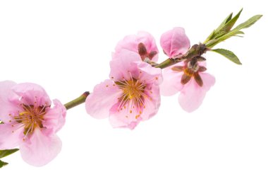 Beyaz arkaplanda izole edilmiş pembe sakura çiçeği