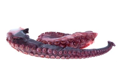 ahtapot dokunaçları beyaz arkaplanda izole edildi