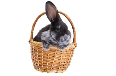 Beyaz arkaplanda izole edilmiş tavşan