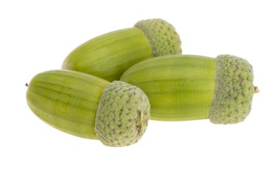 Beyaz arkaplanda yeşil meşe palamudu