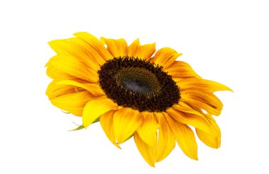 beyaz arkaplanda izole edilmiş ayçiçeği