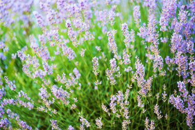Güneşli bir günde açan lavanta çiçekleri