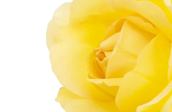 白色背景下孤立的黄色玫瑰 图库图片