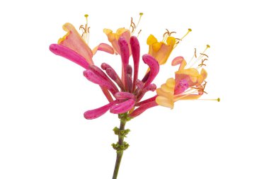 beyaz arka plan üzerinde izole hanımeli çiçekleri