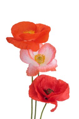 Beyaz arka planda izole edilmiş güzel gelincikler