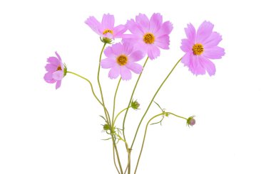 bouquet of cosmos isolated on white background