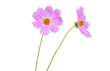 bouquet of cosmos isolated on white background