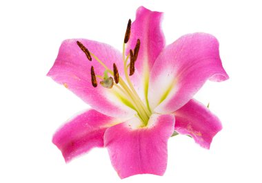 Beyaz arkaplanda izole edilmiş zambak çiçeği