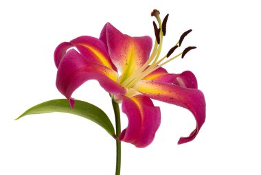 Beyaz arkaplanda izole edilmiş zambak çiçeği