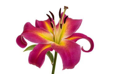 Beyaz arkaplanda izole edilmiş zambak çiçeği