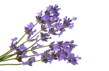 Beyaz arkaplanda lavanta izole edildi