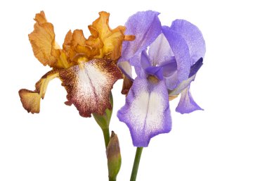 Beyaz arka planda izole edilmiş güzel iris çiçekleri