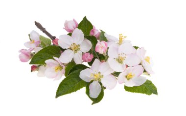 Elma ağacı çiçekleri beyaz arkaplanda izole